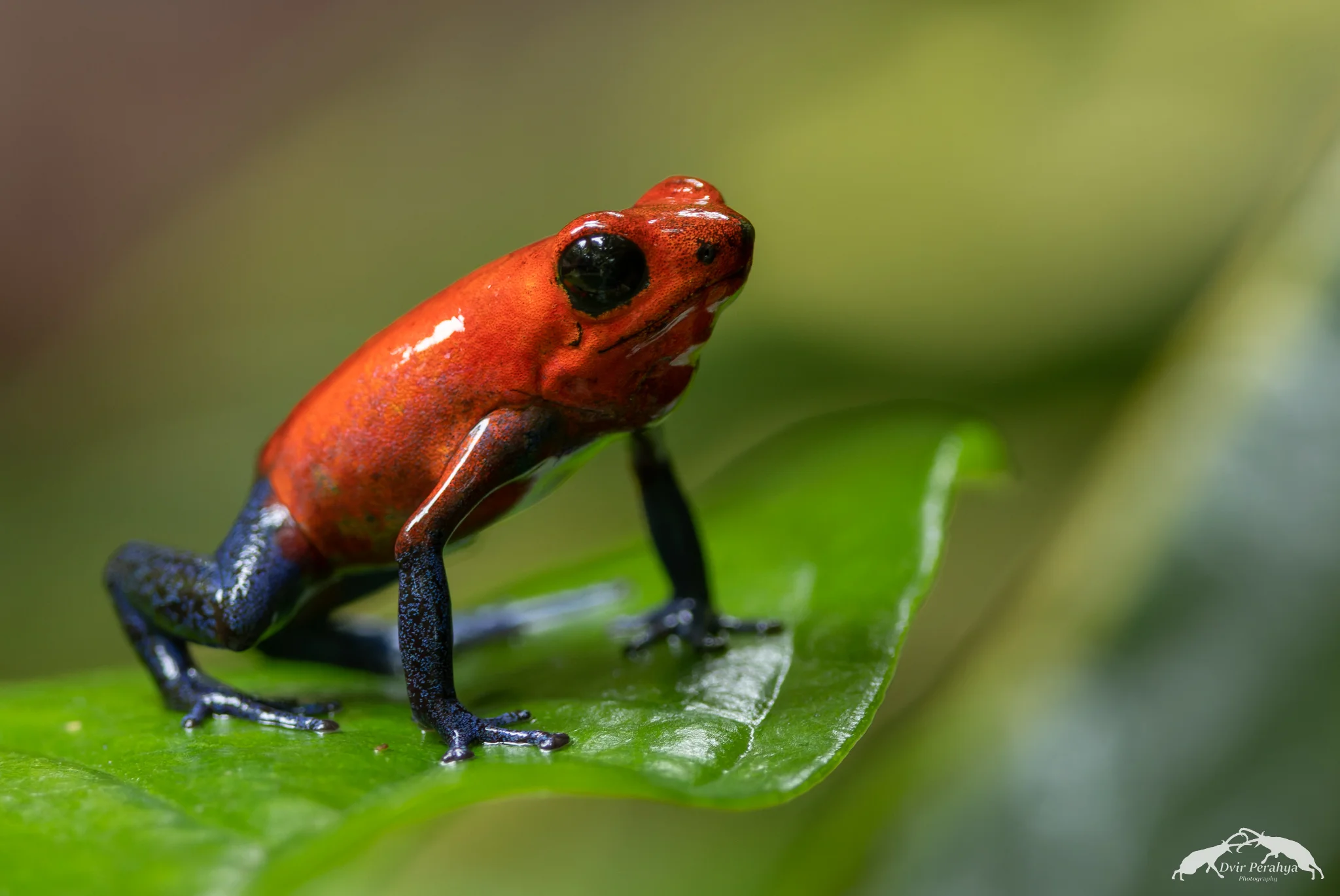 Strawberry poison dart frog, Arenal